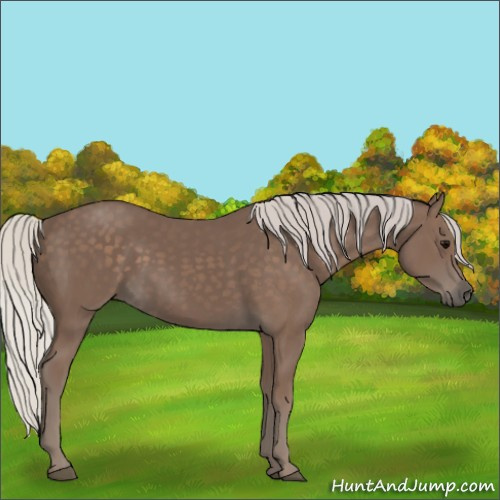 Horse Color:Silver Black