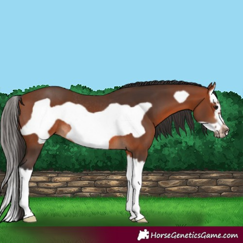 Horse Color:Bay Splash Frame Rabicano 