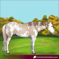Horse Color:White Spotted Grullo Pearl Splash 