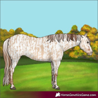 Horse Color:Red Dun  and Red Dun Appaloosa 