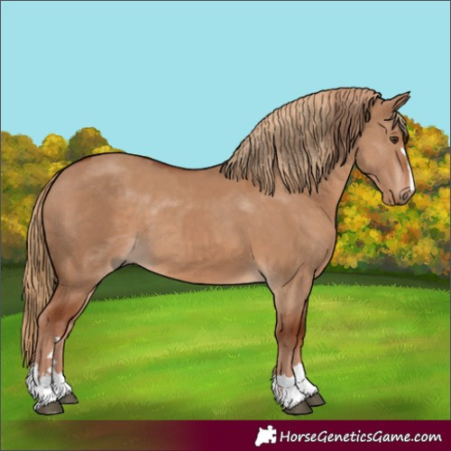 Horse Color:Red Dun  and Red Dun 