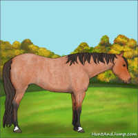 Horse Color:Bay Roan 
