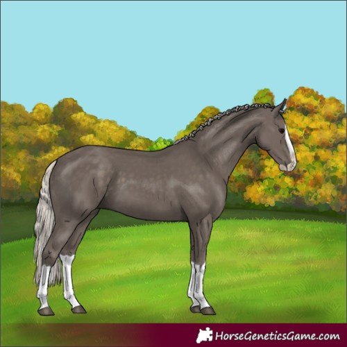 Horse Color:Silver Black Splash