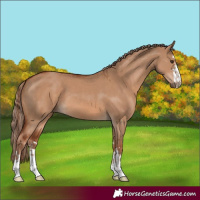 Horse Color:Red Dun and Red Dun
