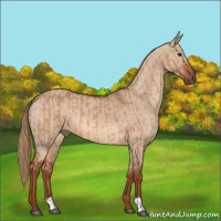 Horse Color:Red Dun and Red Dun