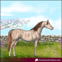 Horse Color:Red Dun  and Gold Champagne Dun 