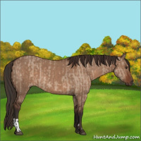 Horse Color:Liver Red Dun  and Liver Red Dun 