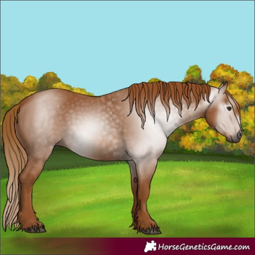 Horse Color:Gray Chestnut 