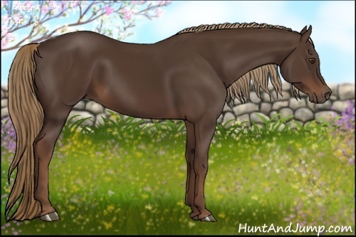 Horse Color:Liver Chestnut Rabicano 