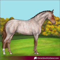 Horse Color:Red Roan Rabicano 
