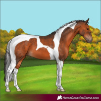 Horse Color:Bay Tobiano 