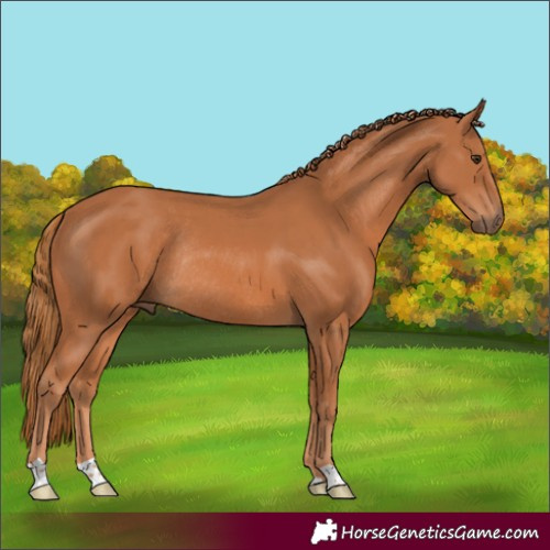 Horse Color:Chestnut Rabicano 