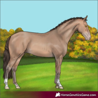 Horse Color:Amber Champagne