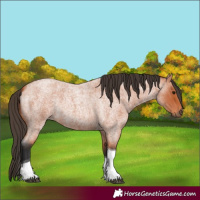 Horse Color:Bay Roan Tobiano Rabicano