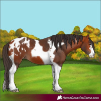 Horse Color:Bay Tobiano Appaloosa 