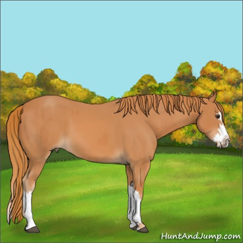 Horse Color:Chestnut  and Chestnut Splash 