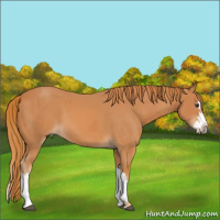 Horse Color:Chestnut  and Chestnut Splash 