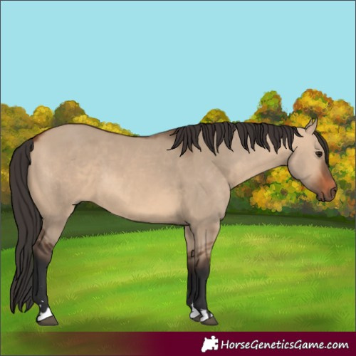 Horse Color:Bay Dun