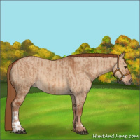 Horse Color:Red Dun  and Red Dun 