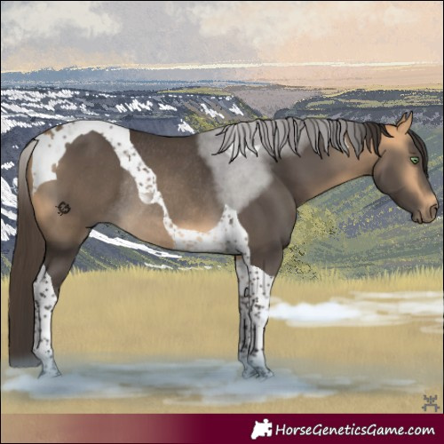 Horse Color:Buckskin Tobiano Rabicano 