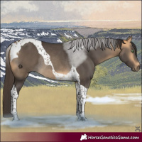 Horse Color:Buckskin Tobiano Rabicano 