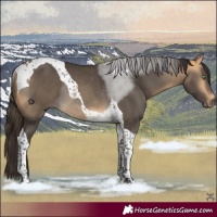 Horse Color:Buckskin Tobiano Rabicano
