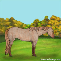 Horse Color:Red Dun  and Liver Red Dun 