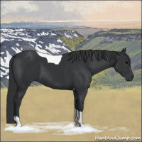 Horse Color:Black Tobiano 