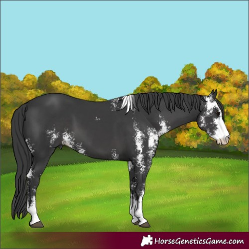 Horse Color:Black Sabino 