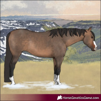 Horse Color:Bay Dun Rabicano 