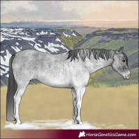 Horse Color:White Spotted Blue Roan Rabicano  and White Spotted Blue Roan Rabicano 