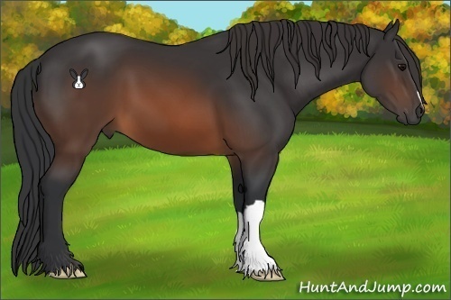 Horse Color:Brown 