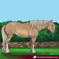 Horse Color:Chocolate Palomino Dun