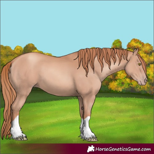 Horse Color:Unknown 