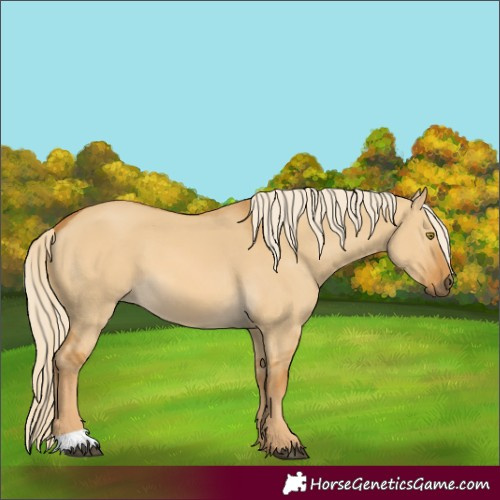 Horse Color:Palomino Dun 