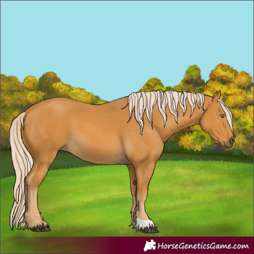 Horse Color:Palomino 