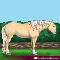 Horse Color:Gold Cream Champagne 