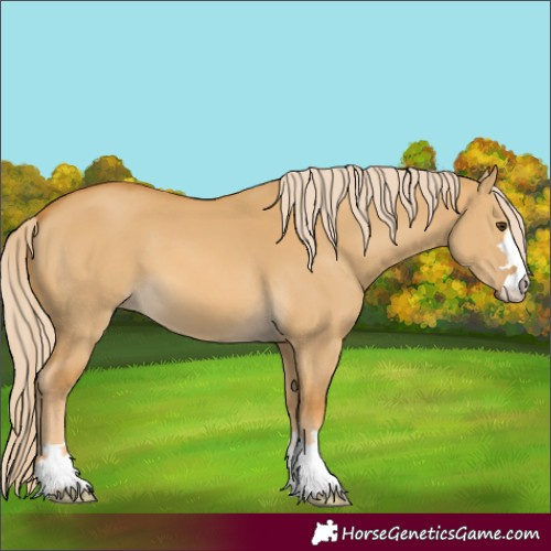 Horse Color:Palomino Dun 