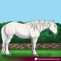 Horse Color:Cremello