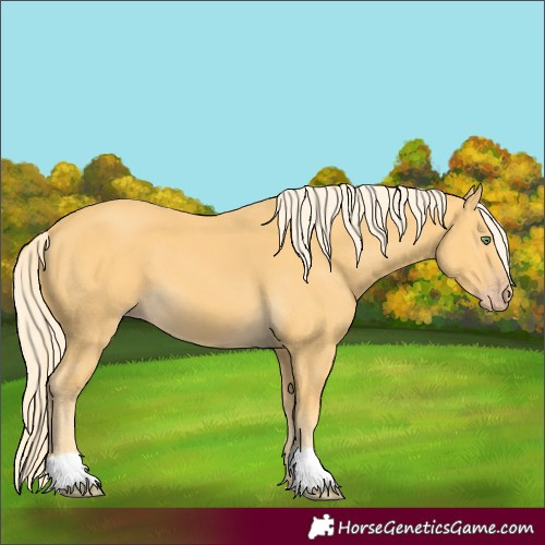 Horse Color:Unknown 