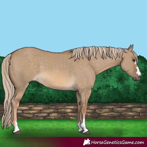 Horse Color:Chocolate Palomino Dun