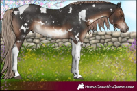 Horse Color:White Spotted Liver Chestnut Tobiano Rabicano