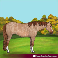 Horse Color:Red Dun  and Red Dun 