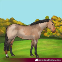 Horse Color:Red Dun Tobiano and Bay Dun
