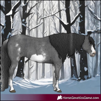 Horse Color:White Spotted Black Sabino Frame 