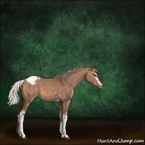 Horse Color:White Spotted Silver Brown Dun Sabino Appaloosa