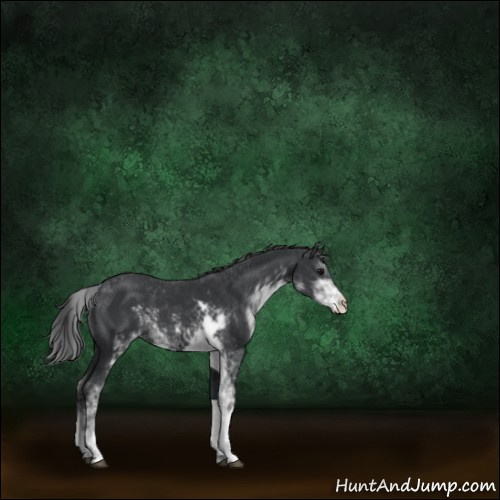 Horse Color:Black Sabino 