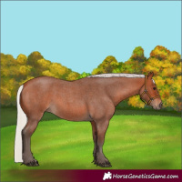 Horse Color:Silver Bay Roan 