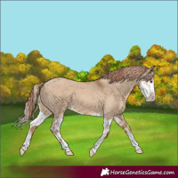 Horse Color:Red Dun and Red Dun Splash