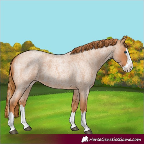 Horse Color:Red Roan Splash 